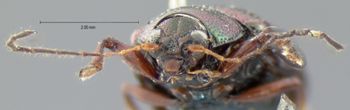 Media type: image; Entomology 17318   Aspect: head frontal view